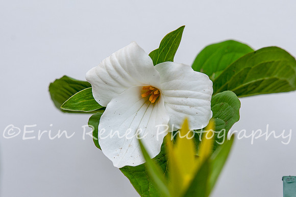 SpringFlowerBW22__245