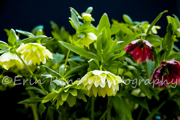 SpringFlowerBW22__274