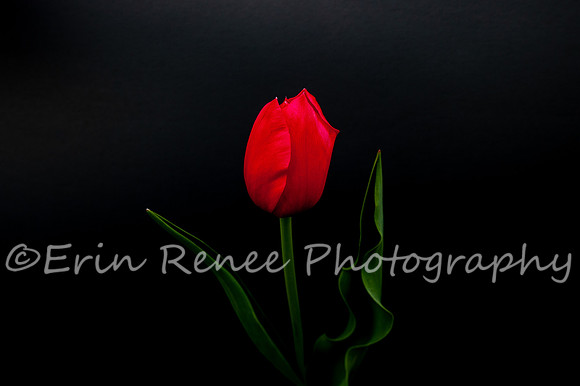 SpringFlowerBW22__207