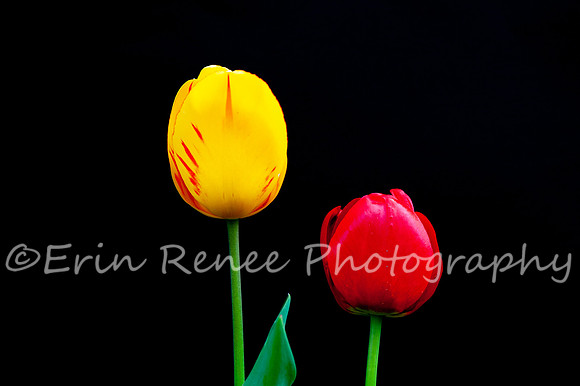 SpringFlowerBW22__344
