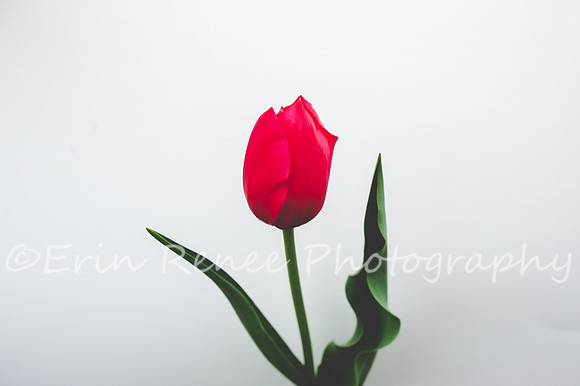 SpringFlowerBW22__206