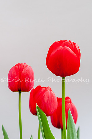 SpringFlowerBW22__354