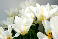 SpringFlowerBW22__165