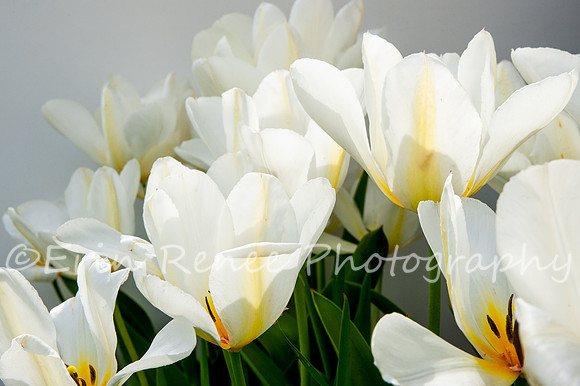 SpringFlowerBW22__165