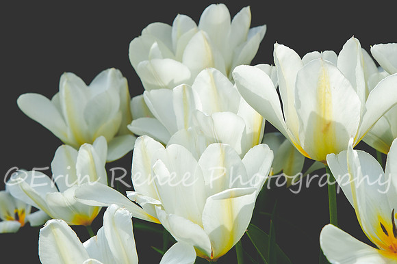 SpringFlowerBW22__168