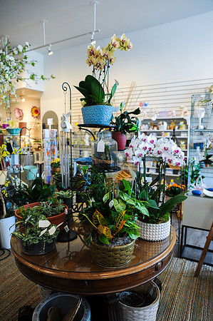FlowersOnMain--RC_195