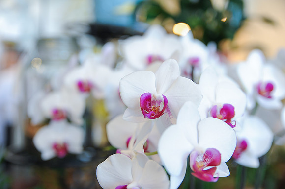 FlowersOnMain--RC_207