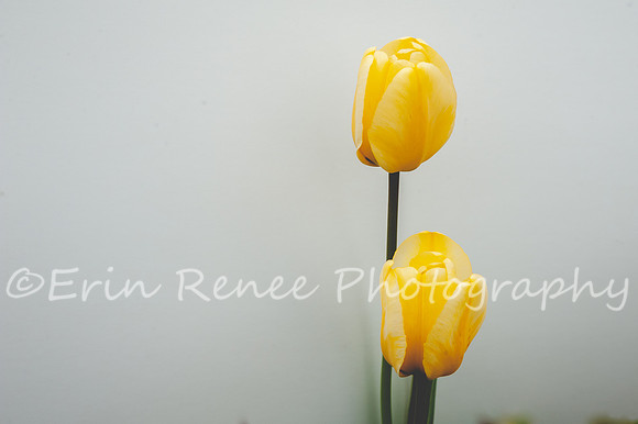 SpringFlowerBW22__183