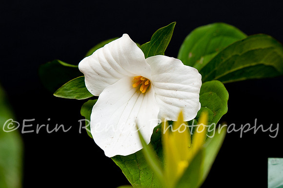 SpringFlowerBW22__247