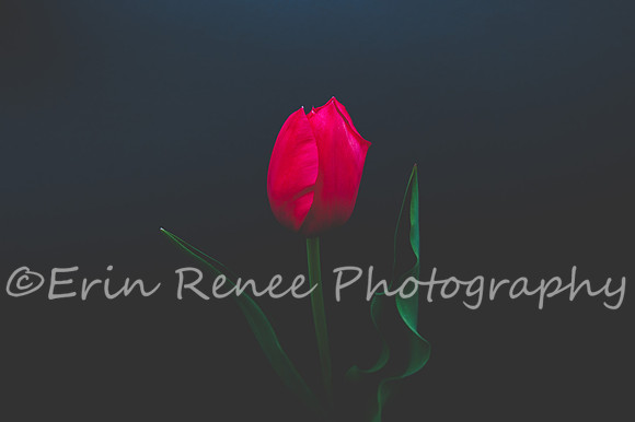SpringFlowerBW22__207-2