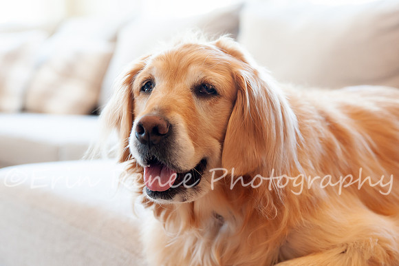 AndersonFamily24_029