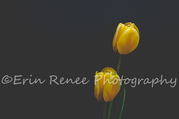 SpringFlowerBW22__173