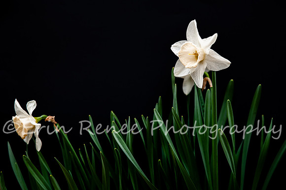SpringFlowerBW22__324