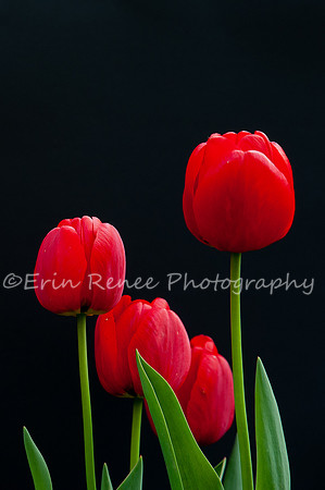 SpringFlowerBW22__351