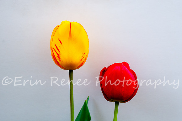 SpringFlowerBW22__342