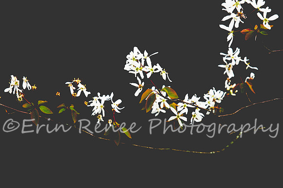 SpringFlowerBW22__293
