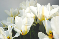 SpringFlowerBW22__165-2