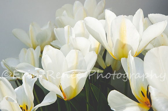 SpringFlowerBW22__165-2
