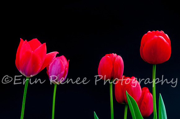 SpringFlowerBW22__348