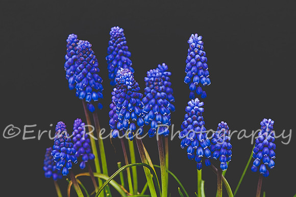 SpringFlowerBW22__216