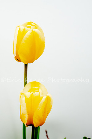 SpringFlowerBW22__178