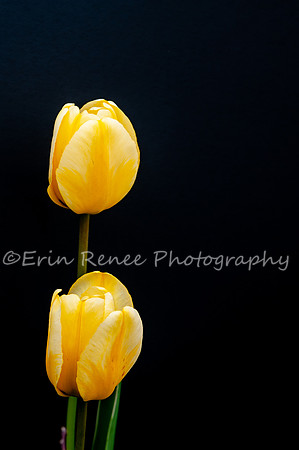 SpringFlowerBW22__177